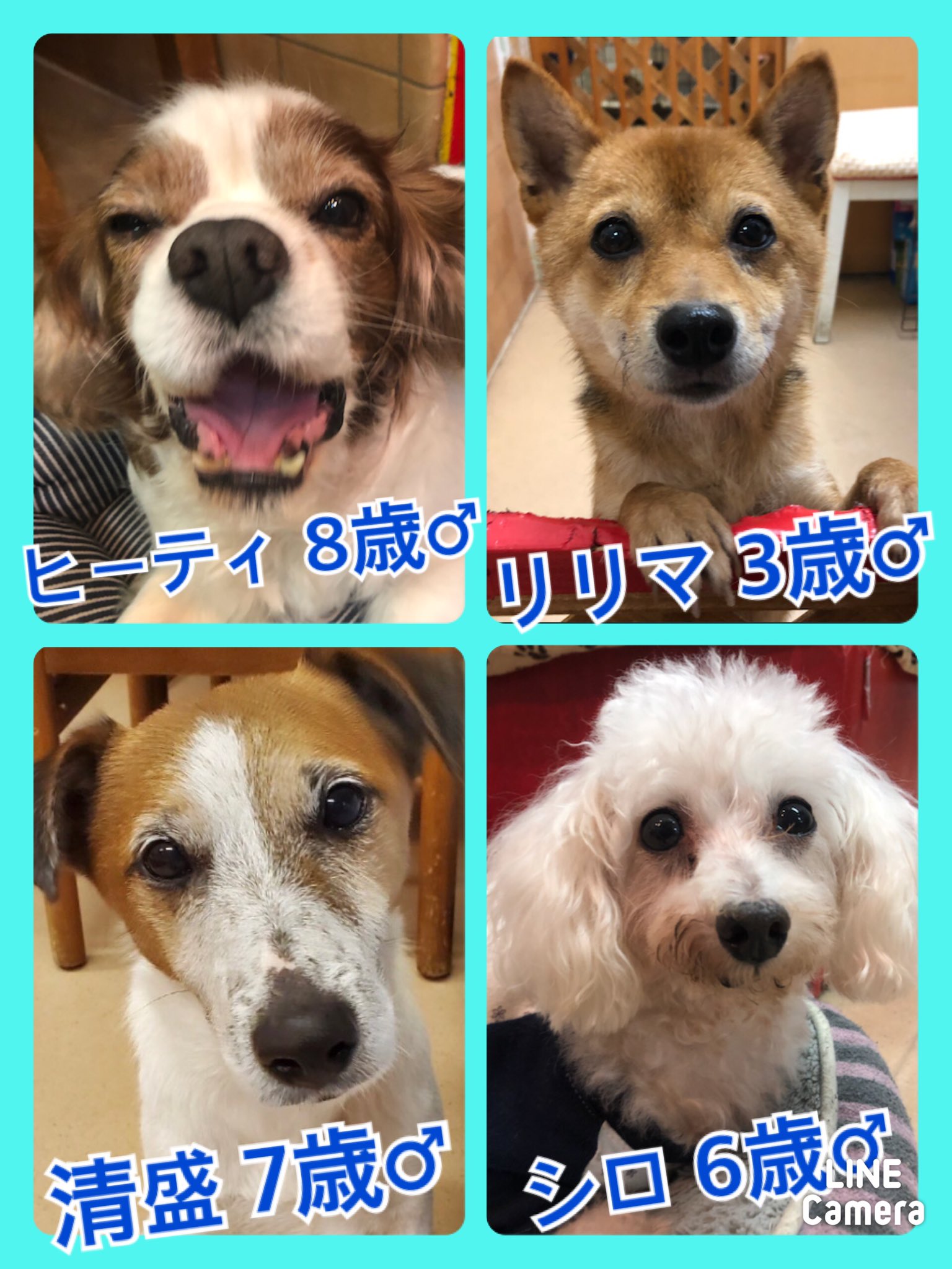 🐾今日の里親様募集中ワンコ🐶メンバーです🐾2020,11,4